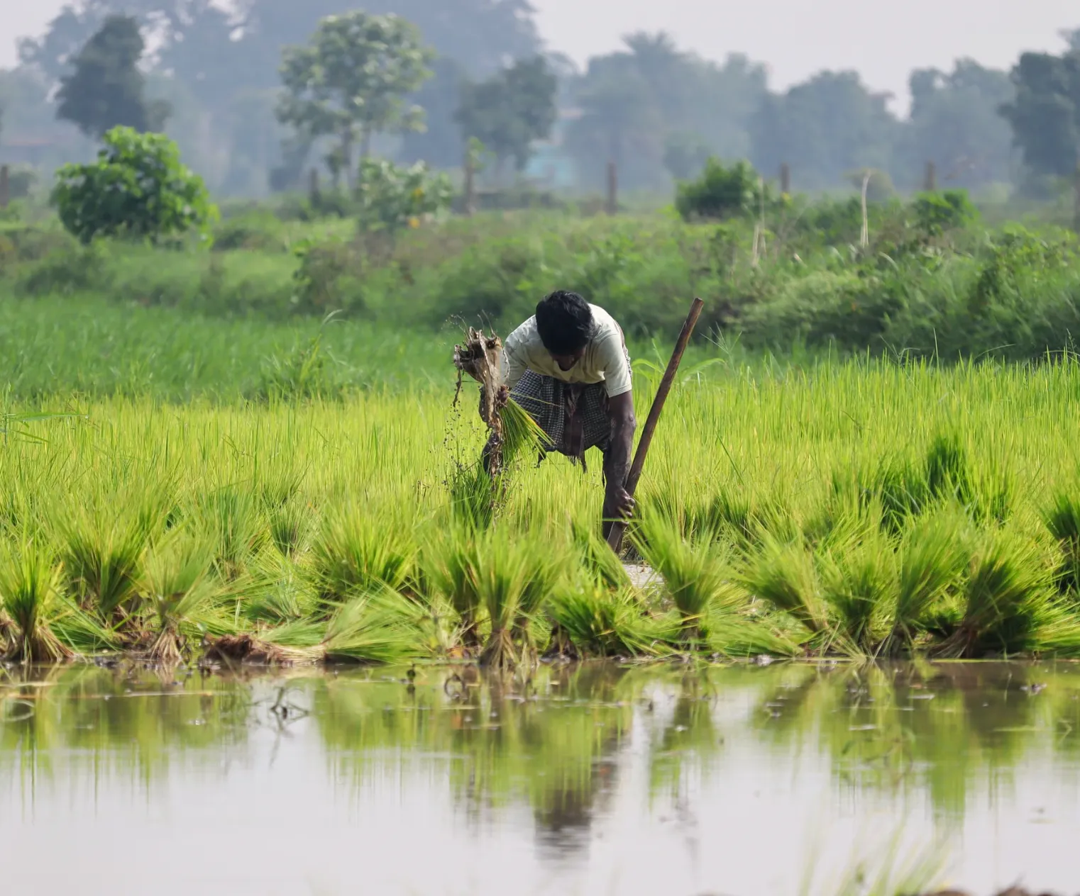 Wheat fields from the Green Revolution era in India